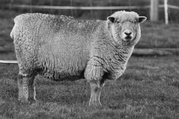 Grayscale Shot Devon Closewool Sheep Farm Land Looking Camera — Stock Photo, Image