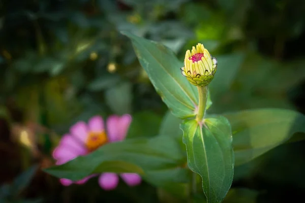 Ένα Επιλεκτικό Πλάνο Εστίασης Του Μπουμπούκι Ζίνια Στον Κήπο — Φωτογραφία Αρχείου