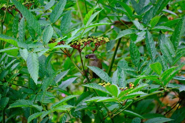 Zbliżenie Ptaka Siedzącego Roślinie Trzymającego Jagodę Dziobie — Zdjęcie stockowe