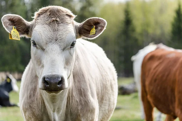 フィールドに彼の耳に2つの黄色のタグを持つ白いハーシー牛の閉鎖 — ストック写真