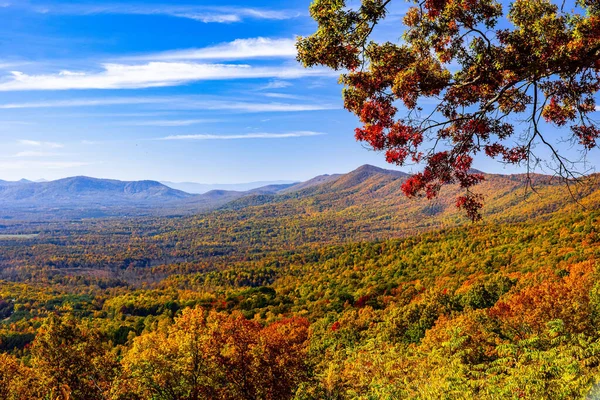 Gündüz vakti, sonbahar renkli ağaçların güzel bir görüntüsü.