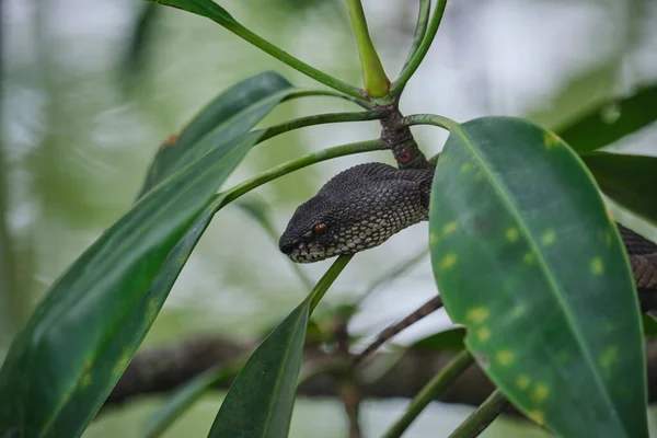 Nahaufnahme Eines Viper Mangrovenkopfes Durch Baumblätter — Stockfoto
