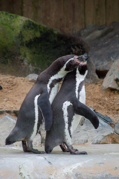 Милые Пингвины Сидели Каменистой Поверхности Зоопарке Флеш Франция — стоковое фото