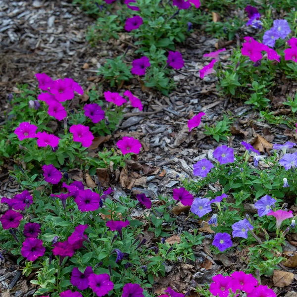 Zbliżenie Kolorowych Periwinkle Kwiaty Rosnące Zielonych Krzewach — Zdjęcie stockowe