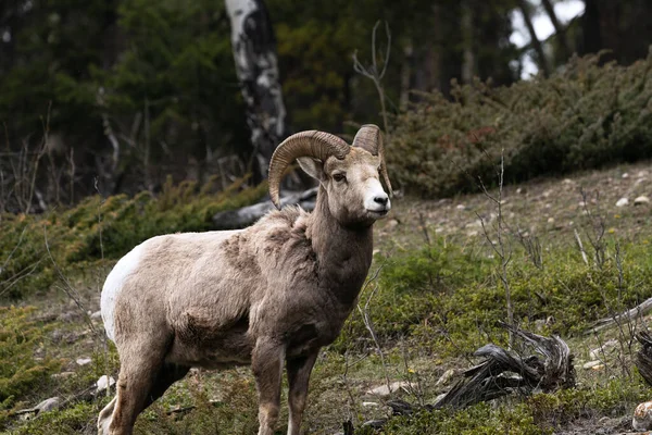 Gros Plan Mouflon Amérique Dans Les Forêts Banff Canada — Photo