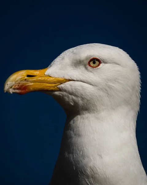 Prachtig Uitzicht Een Meeuw Die Het Strand Staat — Stockfoto