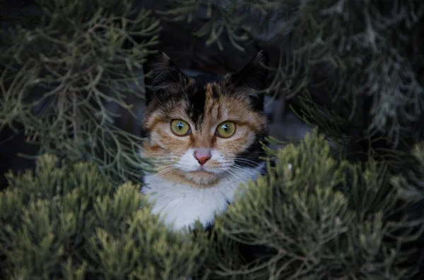 一只卡利科猫通过绿叶仔细地看着摄像机的特写照片 — 图库照片