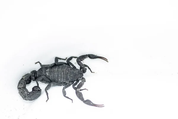 Top View Venomous Scorpion White Background — Stock Photo, Image