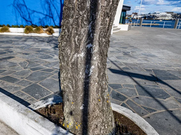 Primo Piano Tronco Albero Molo Marino — Foto Stock