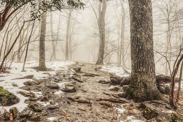 Hermoso Plano Del Interior Del Bosque Completamente Cubierto Nieve —  Fotos de Stock