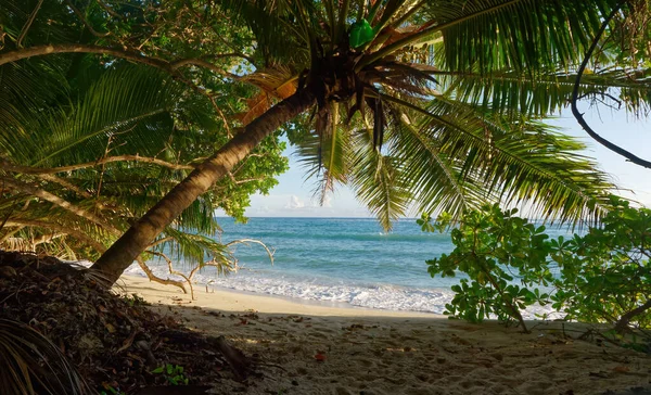 Ein Schöner Blick Auf Tropische Bäume Küstennähe Auf Digue Island — Stockfoto