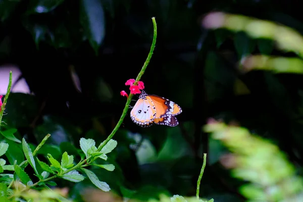 Primer Plano Una Hermosa Mariposa Tigre Común Una Flor Rosa —  Fotos de Stock