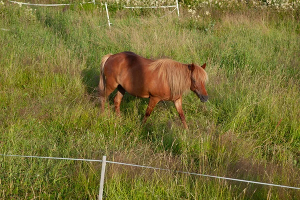 Petit Cheval Brun Adorable Sur Champ Vert Sauvage — Photo