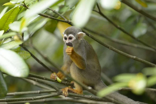 Closeup Shot Common Squirrel Monkey Branch Tree — Stock Photo, Image
