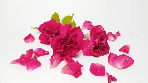 Nahaufnahme Der Rosenblüte Auf Weißem Papier — Stockfoto