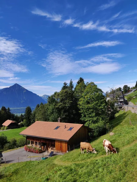 Ein Bauernhaus Und Grasende Kühe Einem Sonnigen Morgen — Stockfoto