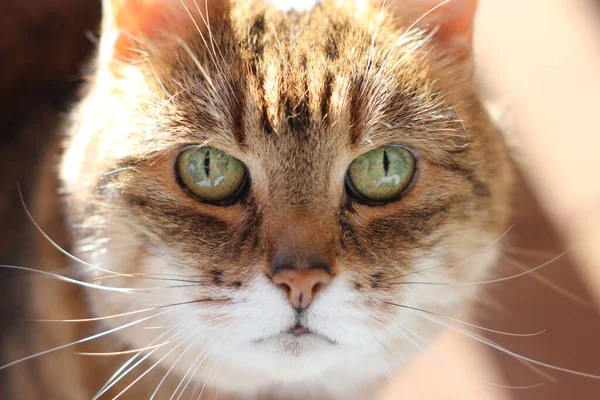 Gün Işığında Kameraya Bakan Sevimli Tüylü Bir Kedinin Yakın Plan — Stok fotoğraf