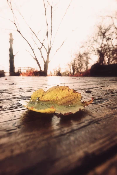 Pionowe Zbliżenie Żółtego Liścia Upadku Pokład Zachodzie Słońca Londynie — Zdjęcie stockowe