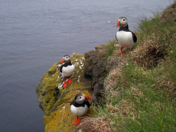 Een Close Shot Van Papegaaiduikers Aan Kust Van Oceaan Noord — Stockfoto