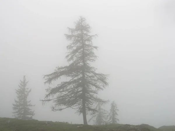 Scenic View Pine Trees Mist Settlement Velika Planina Slovenia — Stock Photo, Image