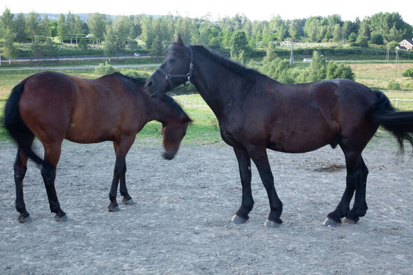 Возлюбленные лошади в пере возле поля, окруженного зелеными растениями и деревьями