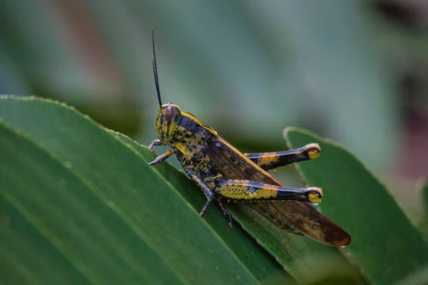 Closeup Shot Grasshopper Plant Leaf — Stock Photo, Image