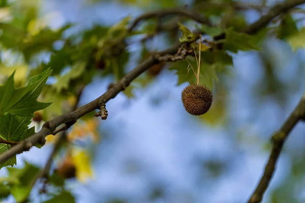 Mělké Ohnisko Semene Rostliny Amerického Sycamore Platanus Occidentalis — Stock fotografie