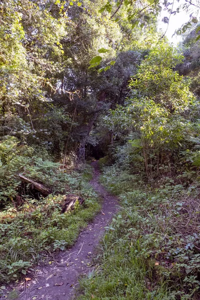 Floresta Knysna Bonita Localizada Rota Jardim África Sul — Fotografia de Stock