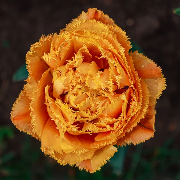 Makro Oranžového Lemovaného Tulipánu Rostoucího Rozmazaném Zeleném Pozadí — Stock fotografie