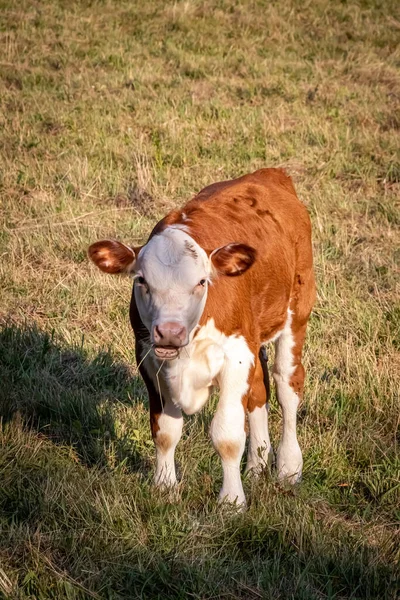 アメリカ合衆国ニューイングランドの農場に立っている若い牛の垂直ショット — ストック写真