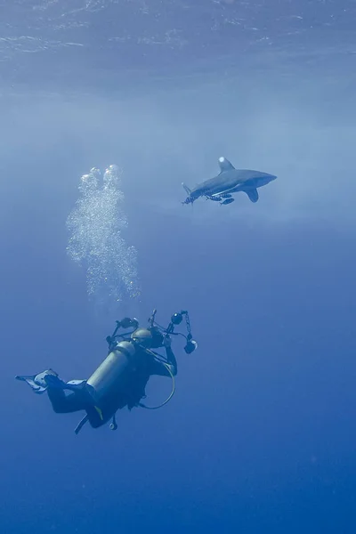 Tiro Vertical Mergulhador Tirando Uma Foto Tubarão Debaixo Mar — Fotografia de Stock