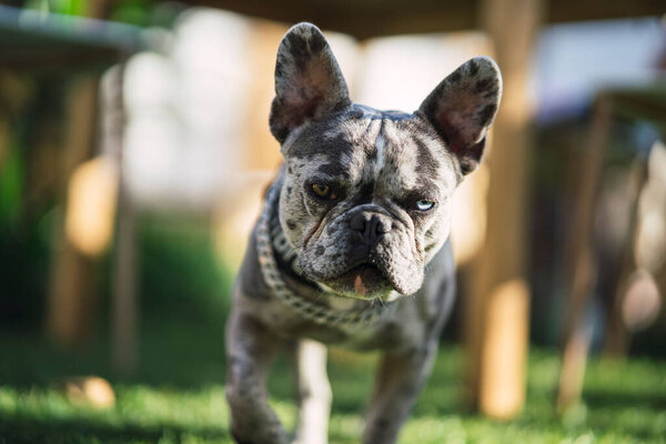 An adorable French bulldog with different colored eyes resting on green grass