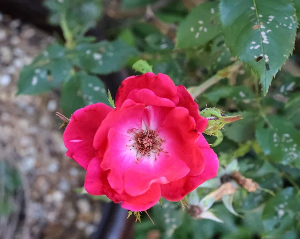 Een Oppere Uitzicht Van Een Rode Rose Bloem Een Tuin — Stockfoto