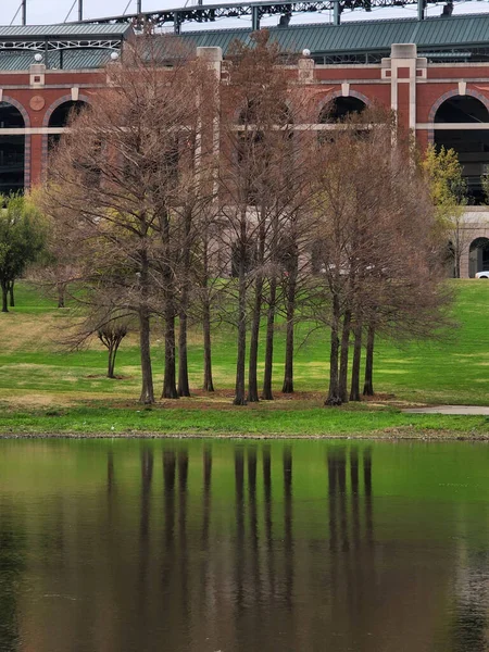 Plan Vertical Arbres Reflétés Dans Grande Flaque Eau Devant — Photo