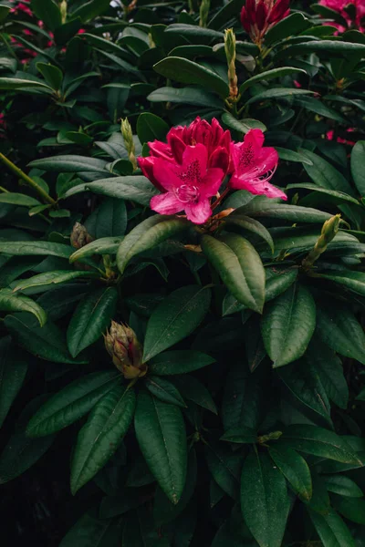 Rododendro Rosa Cosmopolita Com Flores Forma Funil — Fotografia de Stock