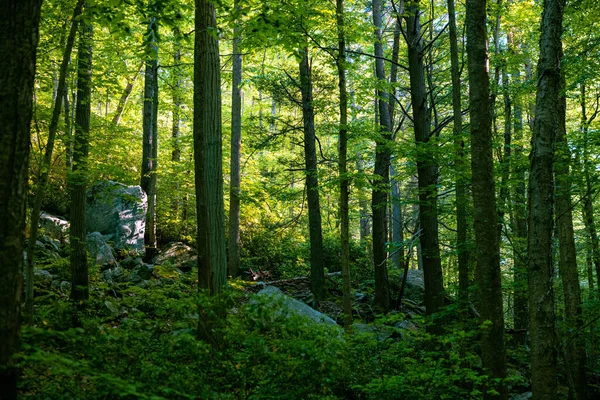 Krásná Scéna Dlouhých Mechových Kmenů Stromů Lese Skalami Rostlinami — Stock fotografie