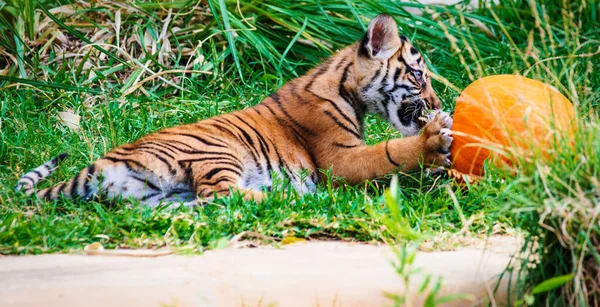Detailní Záběr Dítěte Sumatranského Tygra Jak Dýni — Stock fotografie