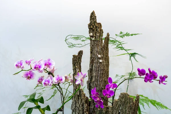 Een Close Van Prachtige Paarse Mot Orchideeën Gebruikt Het Interieur — Stockfoto