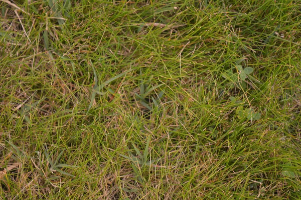 公園内の緑の芝生のトップビュー — ストック写真