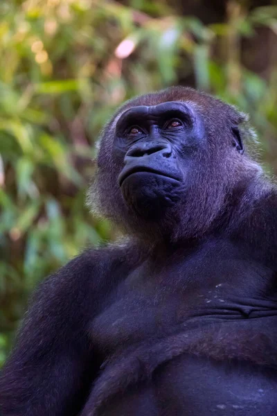 Retrato Gorila Congo Fotografado Jardim Zoológico Bronx — Fotografia de Stock