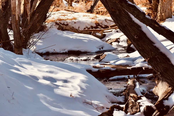 Kylig Utsikt Över Bäck Som Rinner Skog Vintern — Stockfoto