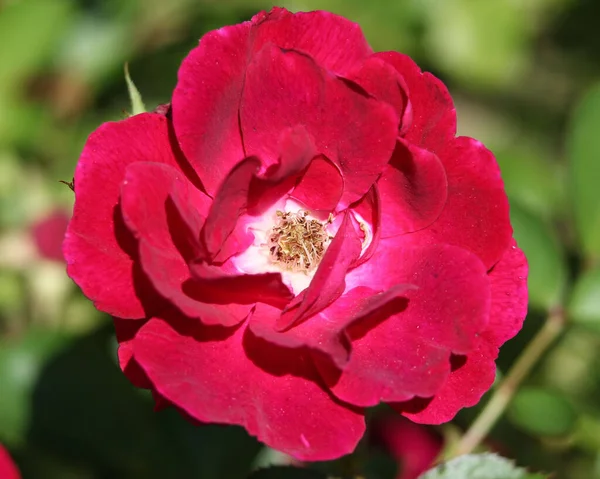 Closeup Red Rose Garden Blurred Green Background — Stock Photo, Image