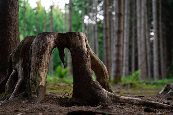 Closeup Umas Raizes Velhas Toco Árvore Uma Floresta Verde — Fotografia de Stock
