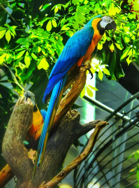 Tiro Vertical Papagaio Colorido Empoleirado Galho Madeira Parque — Fotografia de Stock