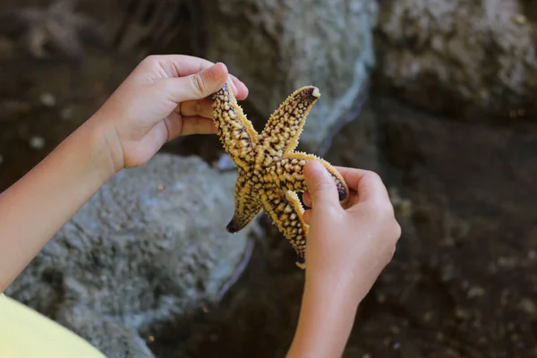 Les Mains Femelles Tenant Littoral Nord Pacifique Asterias Amurensis — Photo