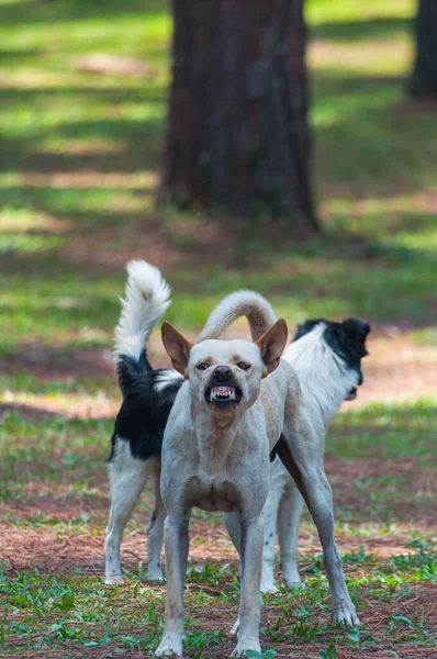 Retrato Vertical Cão Aspin Latindo Com Outros Cães Livre Parque — Fotografia de Stock