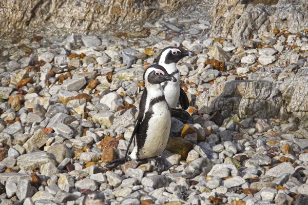 Bedårande Afrikanska Pingvinerna Klipporna Vid Bettys Bay Naturreservat Hermanus Sydafrika — Stockfoto