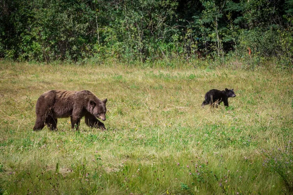 Grizly Mamma Björn Går Med Sin Unge Betar Gräs Fält — Stockfoto