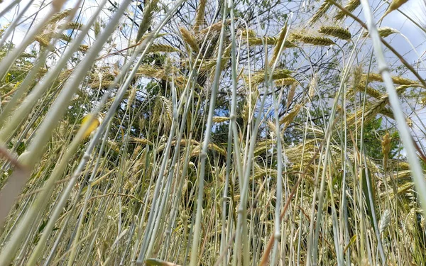 畑の緑の小麦の植物の低角度ショット太陽と青空 — ストック写真