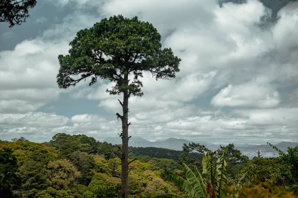 グアテマラ市の曇り空の下 緑の畑に植物のある小さな木の魅惑的な景色 — ストック写真